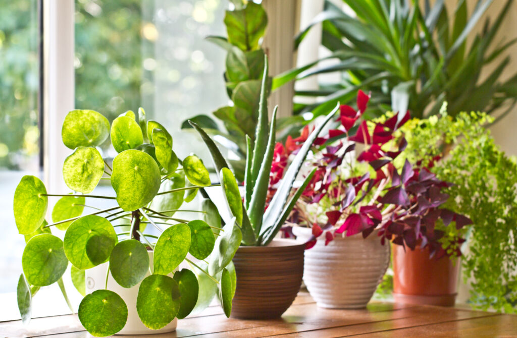 7 Houseplants That Are Hard to Kill