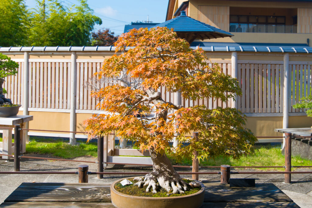 japanese maple bonsai