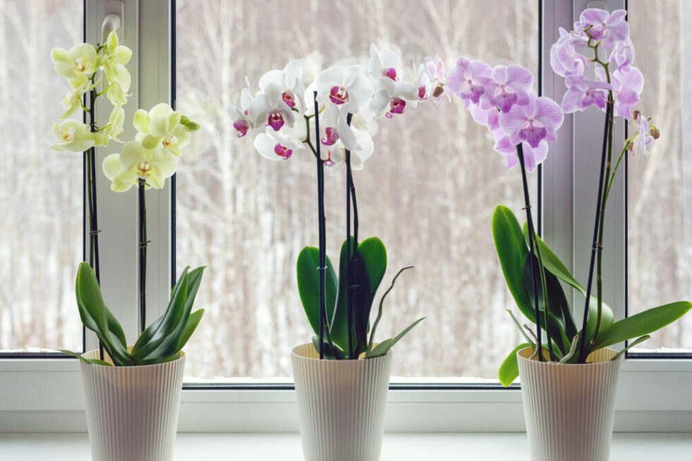 Indoor Plants That Flower YearRound