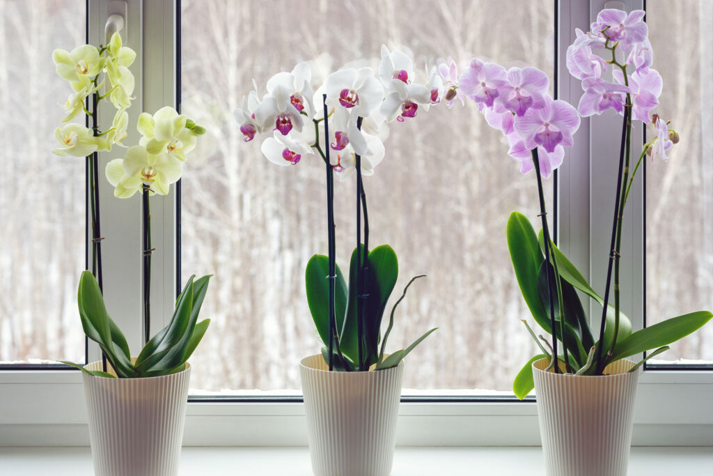 house plants that flower year round
