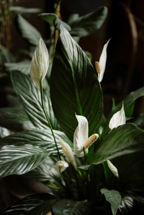 Indoor Plants That Flower Year-Round - HouseplantJoy.com