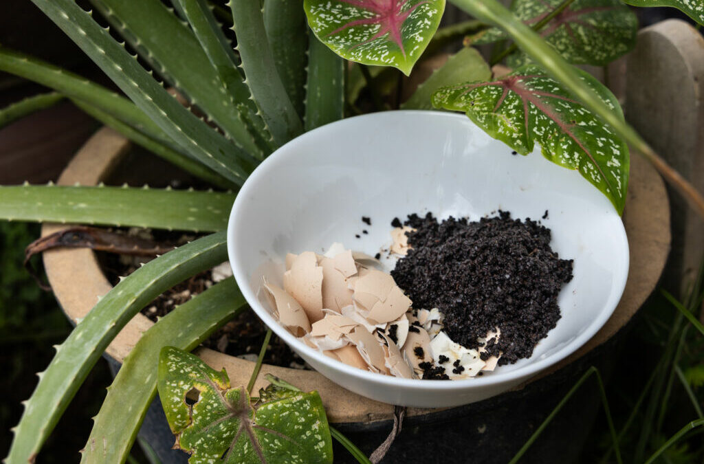 What Indoor Plants Like Coffee Grounds, 7