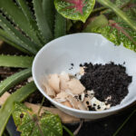 what indoor plants like coffee grounds