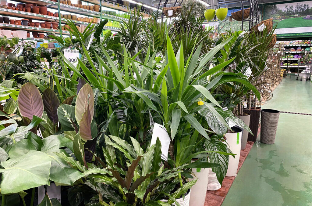 Indoor Plants For Small Pots To Raise