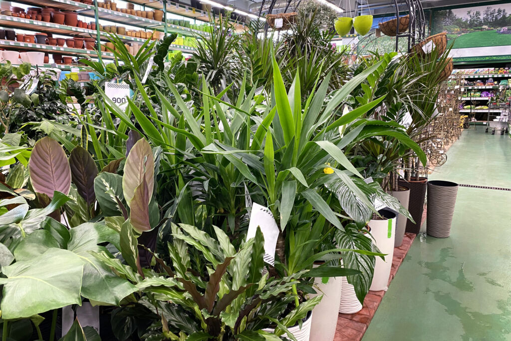 Indoor Plants For Small Pots To Raise - HouseplantJoy.com