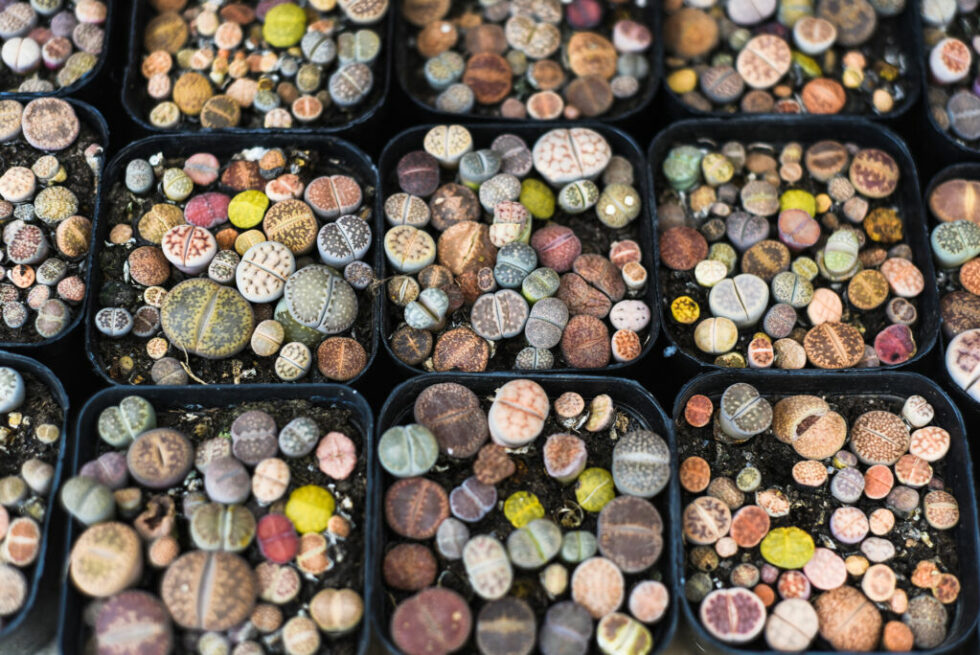 Indoor Plants For Small Pots To Raise