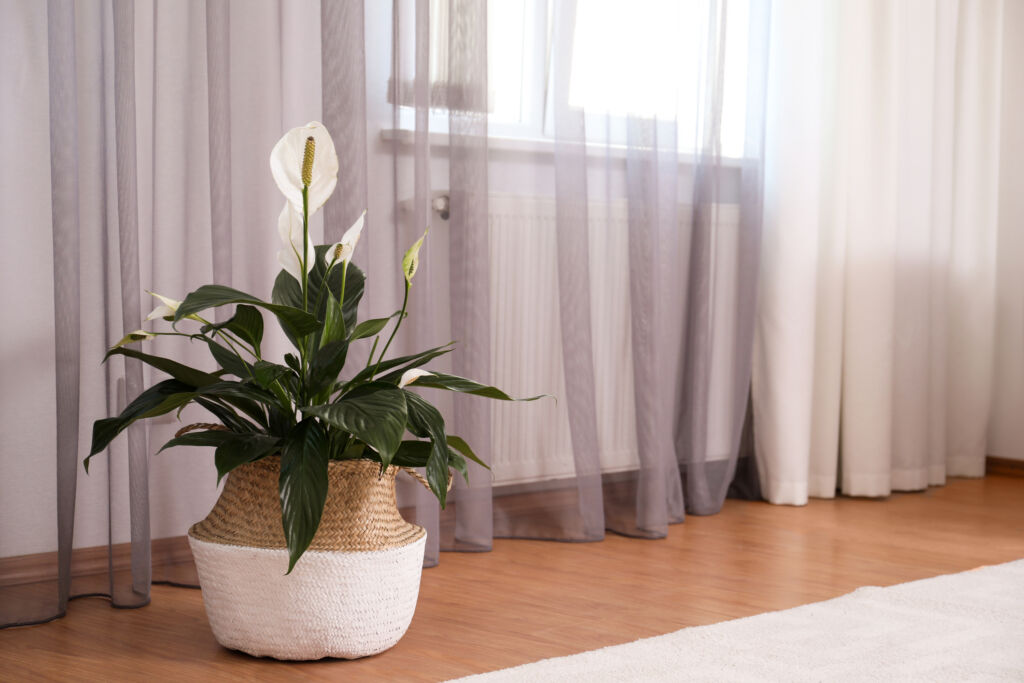 Peace Lily, Plants That Help with Allergies