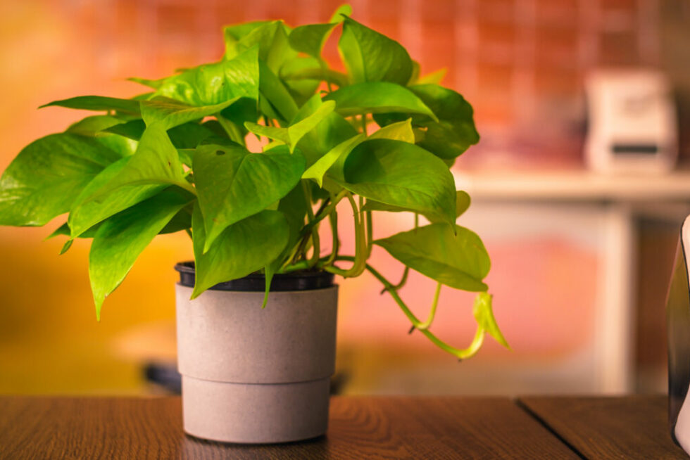 7 Houseplants That Are Hard to Kill