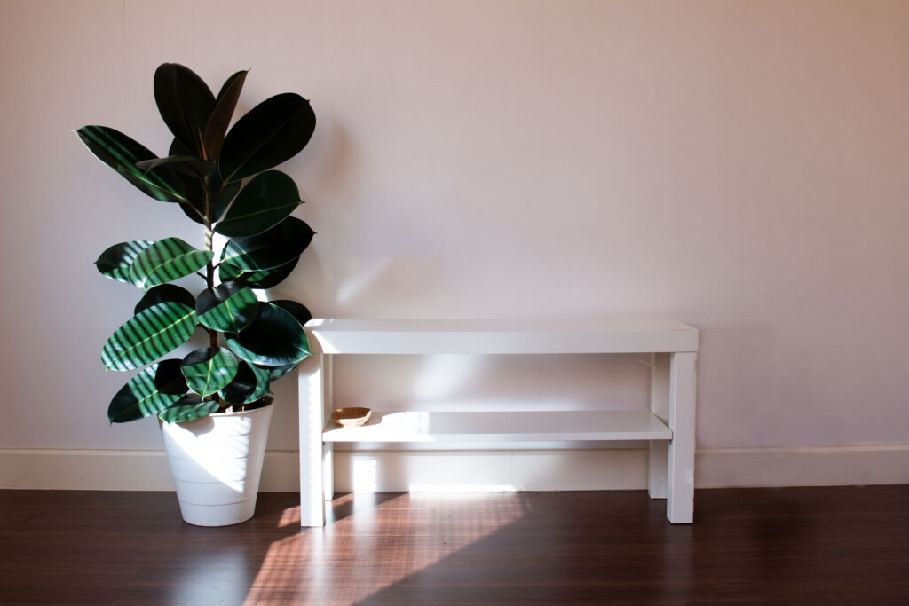 Rubber Plant houseplants that are hard to kill
