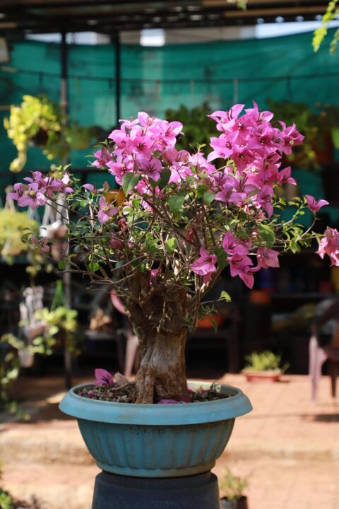 The Surprising Health Benefits Of Bonsai Trees 1909