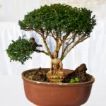 health benefits of bonsai