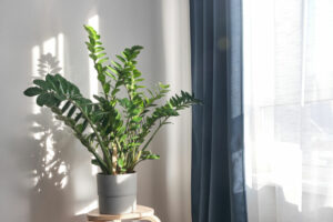 ZZ Plant, indoor plants for stress relief