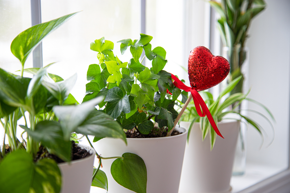 Valentine's Day Plants