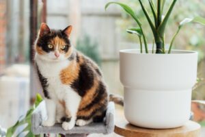 Valentine's Day Plants with cat