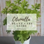 Title-Citronella Plant Care Guide