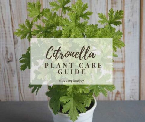 Citronella Plant Care Guide - HouseplantJoy.com