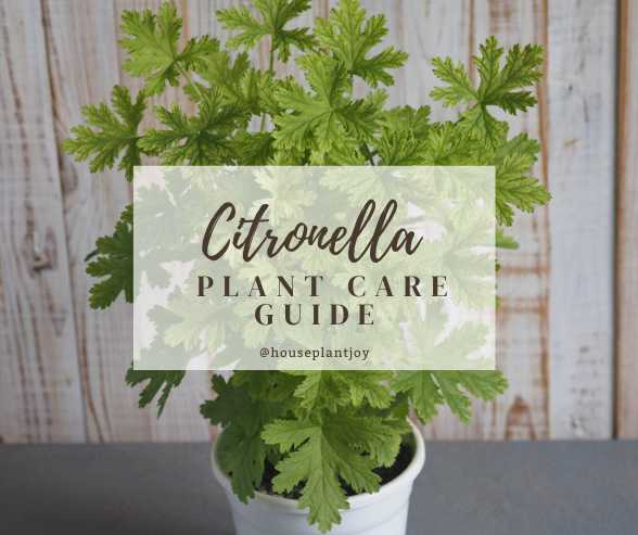 Citronella Plant Care Guide