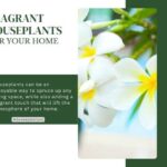 Title-Fragrant Houseplants for Your Home