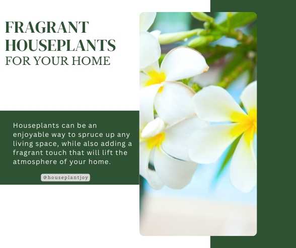Fragrant Houseplants for Your Home