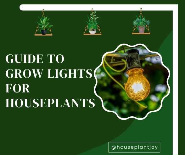 Guide to Grow Lights for Houseplants