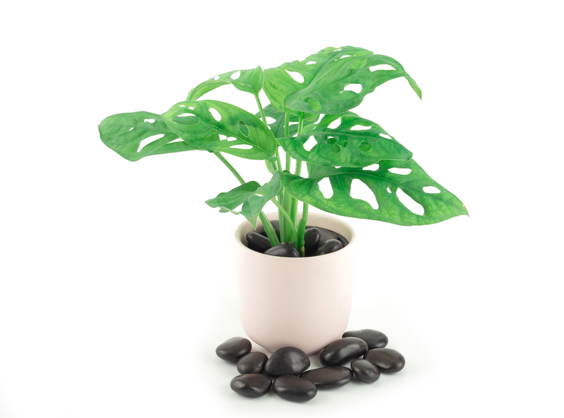 Swiss cheese plant care