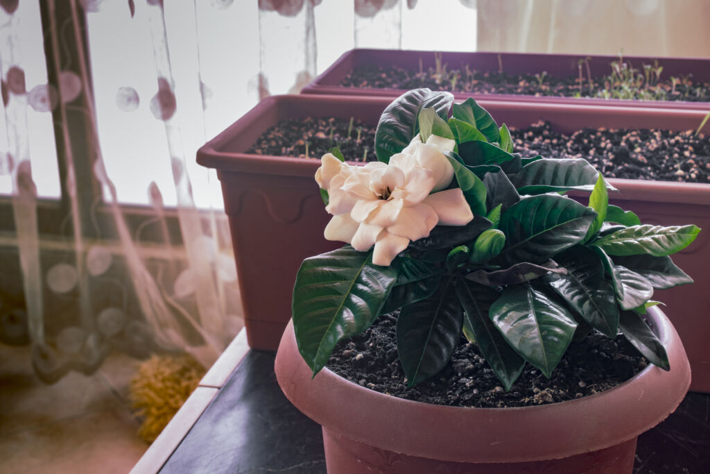 Gardenia Plant Indoors