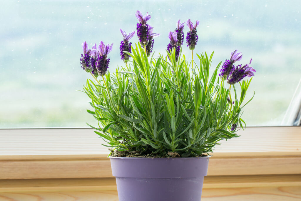 Stunning Potted Lavender Plant