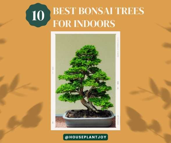 Title-10 Best Bonsai Trees for Indoors