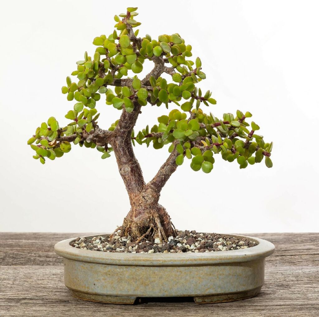best bonsai trees for indoors