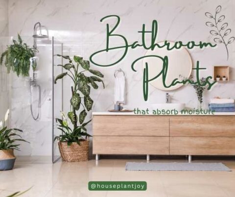 Bathroom Plants That Absorb Moisture - HouseplantJoy.com