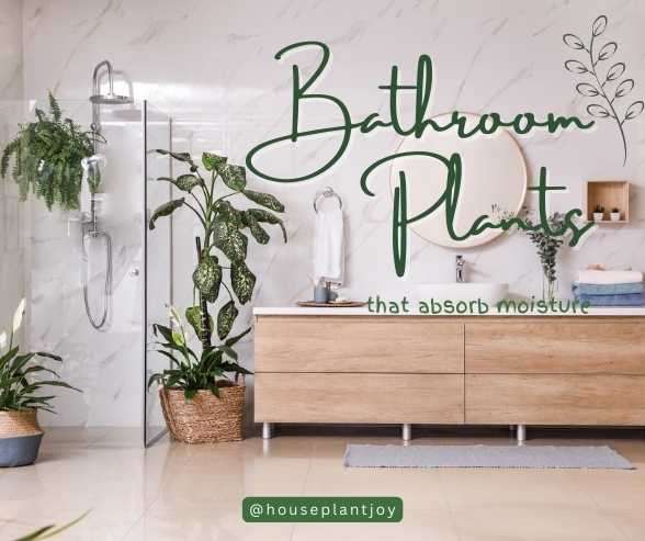 Bathroom Plants That Absorb Moisture