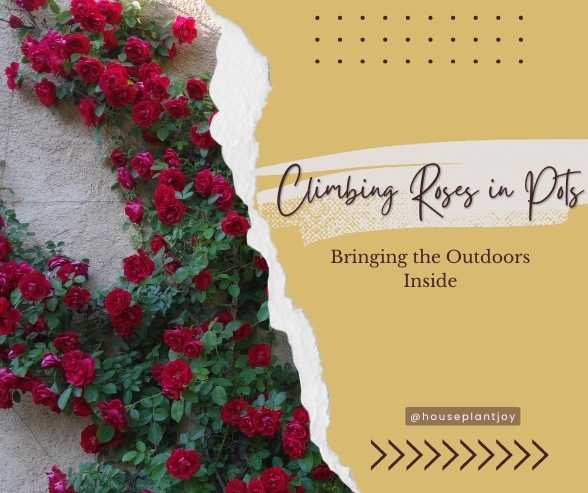 Climbing Roses in Pots: Bringing the Outdoors Inside