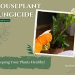 Title-Houseplant Fungicide Keeping Your Plants Healthy!