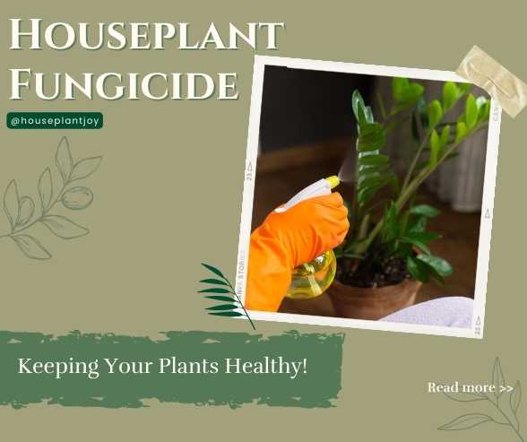 Houseplant Fungicide: Keeping Your Plants Healthy!
