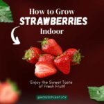 Title-How to Grow Strawberries Indoors and Enjoy the Sweet Taste of Fresh Fruit!