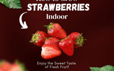 Title-How to Grow Strawberries Indoors and Enjoy the Sweet Taste of Fresh Fruit!