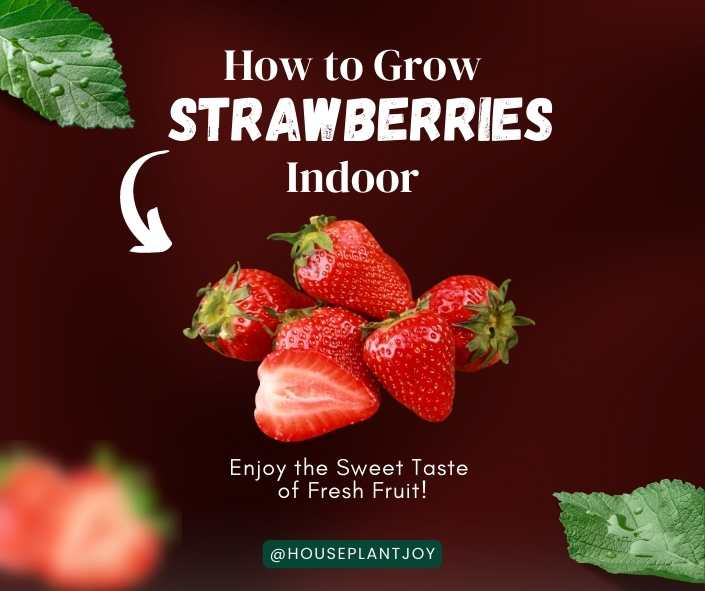 How to Grow Strawberries Indoors and Enjoy the Sweet Taste of Fresh Fruit!
