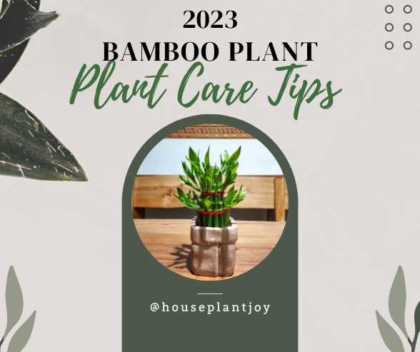 Lucky Bamboo Plant Care Tips [2023]
