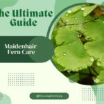 Title-Maidenhair Fern Care, The Ultimate Guide