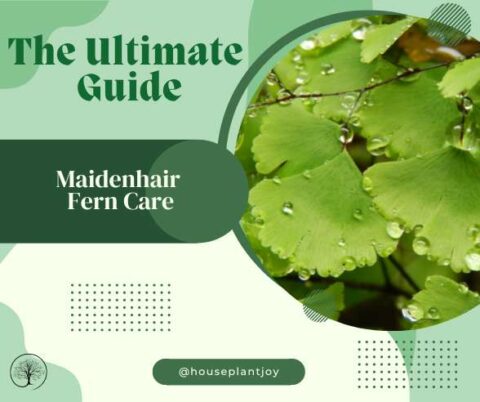 Maidenhair Fern Care, The Ultimate Guide - HouseplantJoy.com