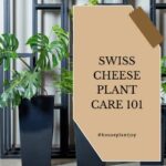 Title-Swiss Cheese Plant Care 101