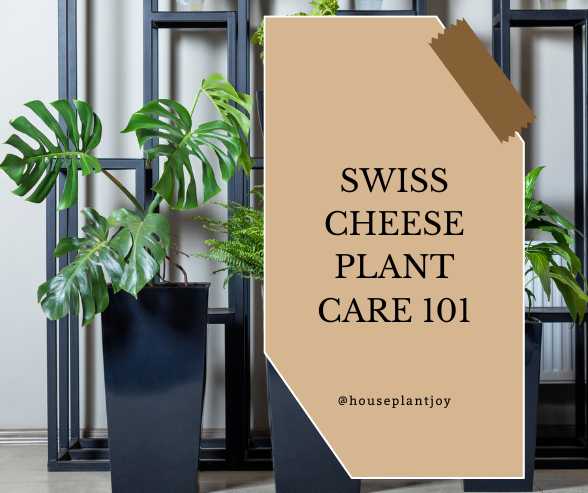Title-Swiss Cheese Plant Care 101