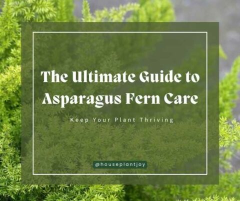 The Ultimate Guide To Asparagus Fern Care Keep Your Plant Thriving Houseplantjoy Com