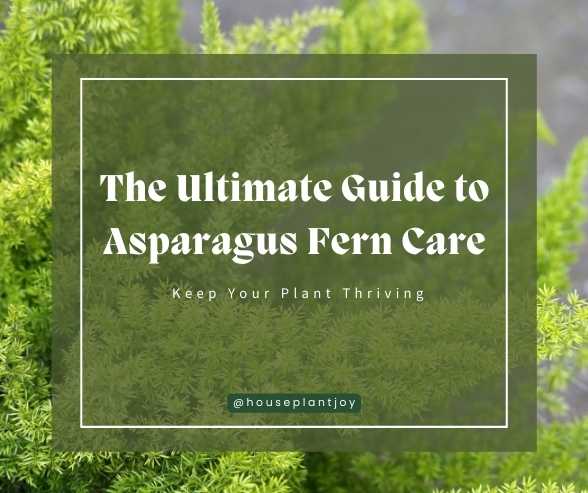 Title-The Ultimate Guide to Asparagus Fern Care Keep Your Plant Thriving