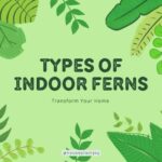 Title-Types of Indoor Ferns Transform Your Home