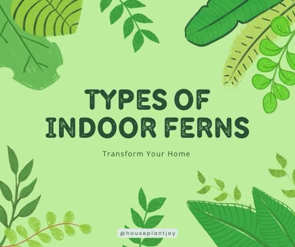 Title-Types of Indoor Ferns Transform Your Home