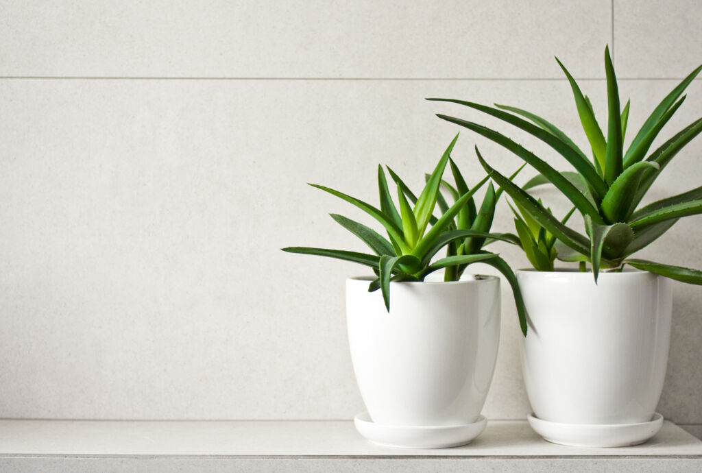 Bathroom Plants That Absorb Moisture - HouseplantJoy.com