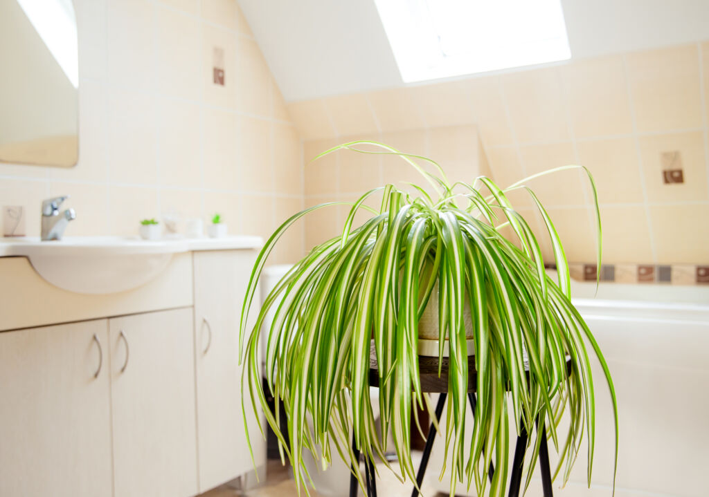 bathroom plants that absorb moisture