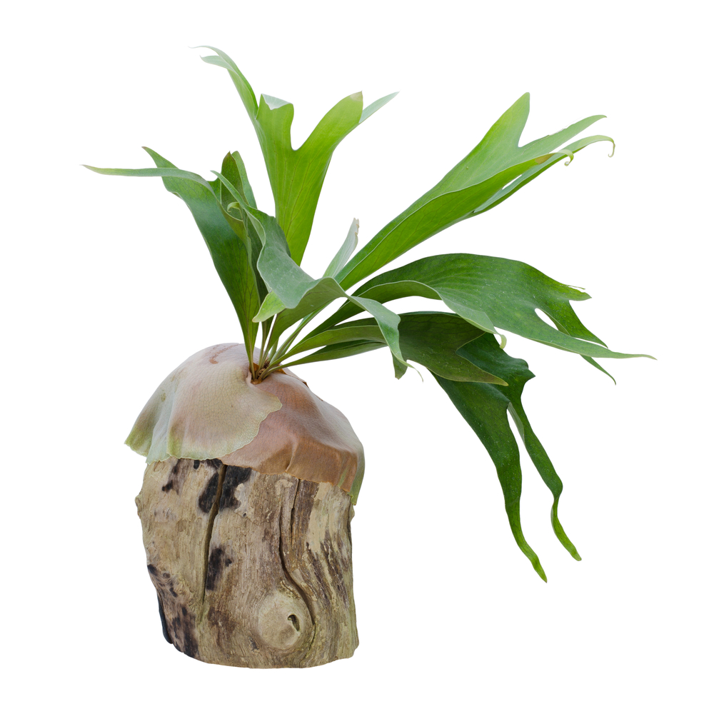 staghorn on a flat surface