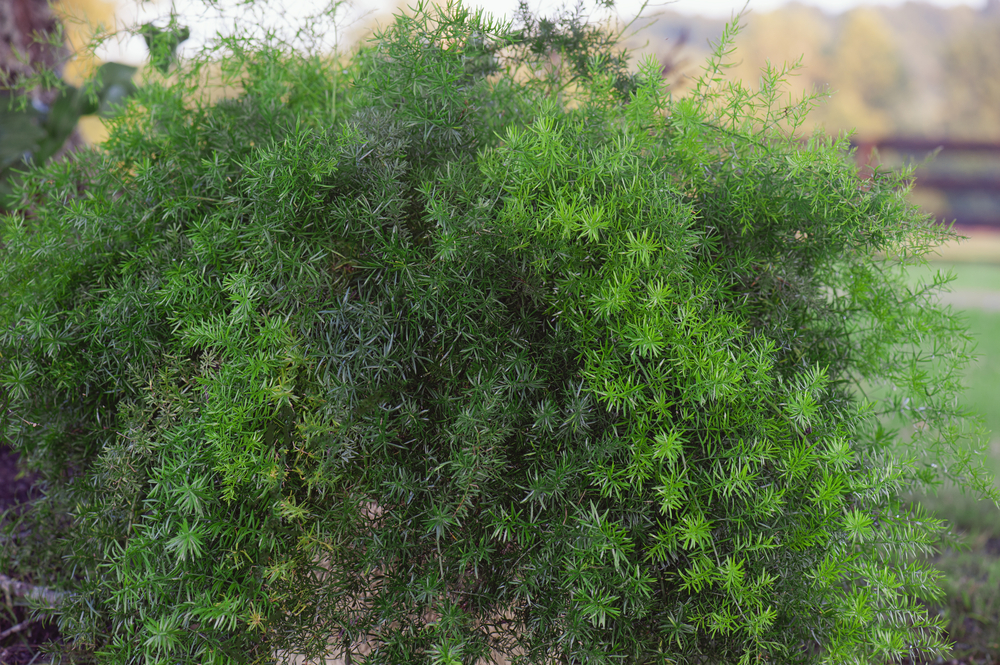 types of indoor ferns